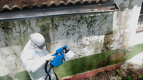 Trusted Commercial Mold Remediation service in Springfield, PA - Cheap Mold Removal